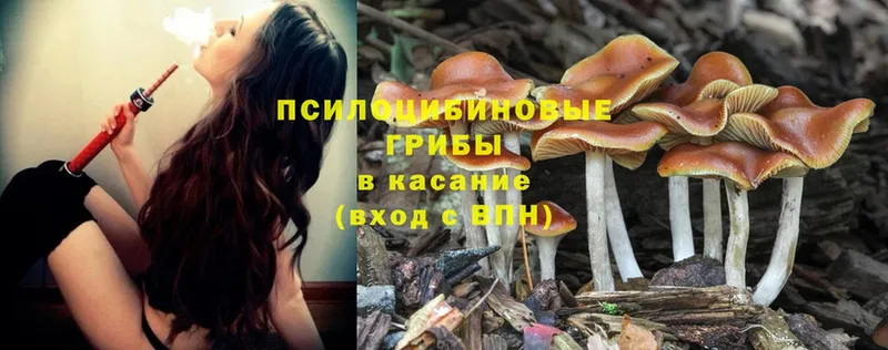 магазин    Курганинск  Псилоцибиновые грибы Psilocybine cubensis 